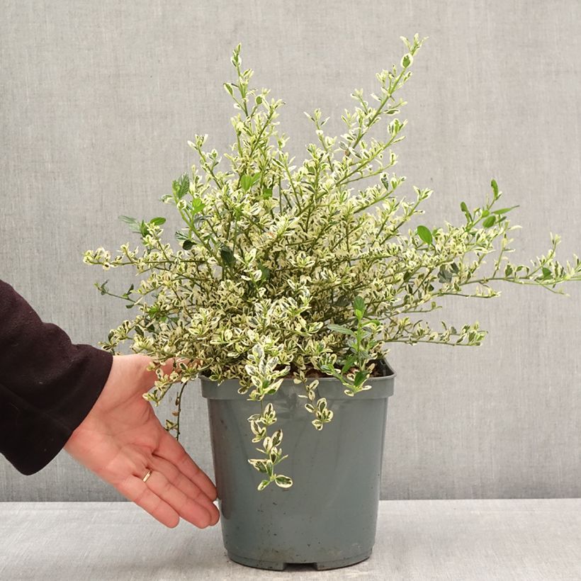 Exemplaar van Ceanothus impressus Cool Blue - Amerikaanse sering Pot van 4 l/5 l zoals geleverd in de lente