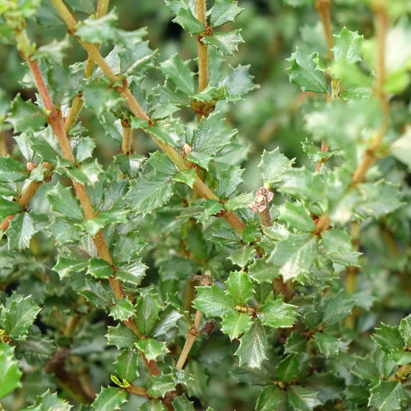 Ceanothus impressus Puget Blue - Amerikaanse sering (Blad)