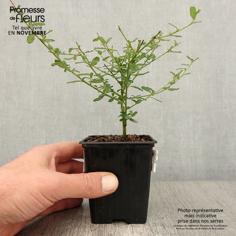 Exemplaar van Ceanothus foliosus Italian Skies - Californische sering Kweekpotje van 8/9 cm zoals geleverd in de herfst