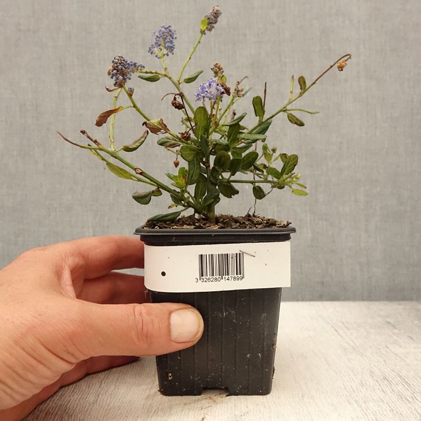 Exemplaar van Ceanothus foliosus Italian Skies - Californische sering Kweekpotje van 8/9 cm zoals geleverd in de lente