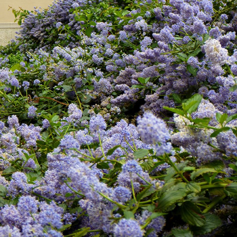 Ceanothus pallidus Marie Blue Minmari - Amerikaanse sering (Bloei)