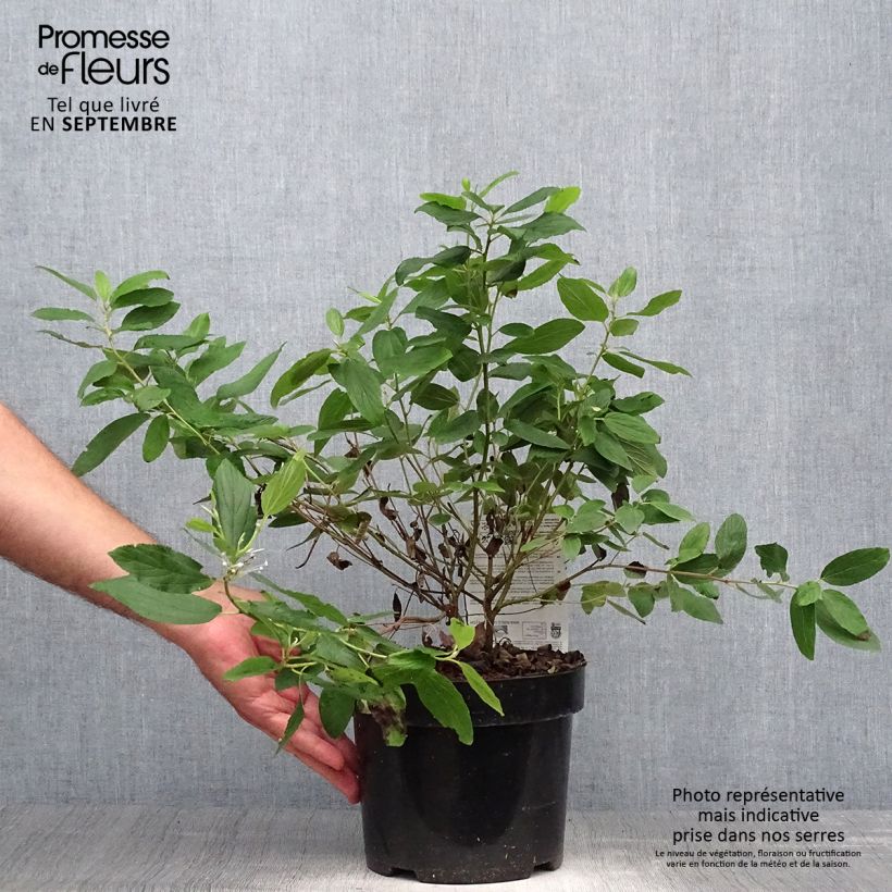 Exemplaar van Ceanothus pallidus Marie Blue Minmari - Amerikaanse sering Pot van 3 l/4 l zoals geleverd in de herfst