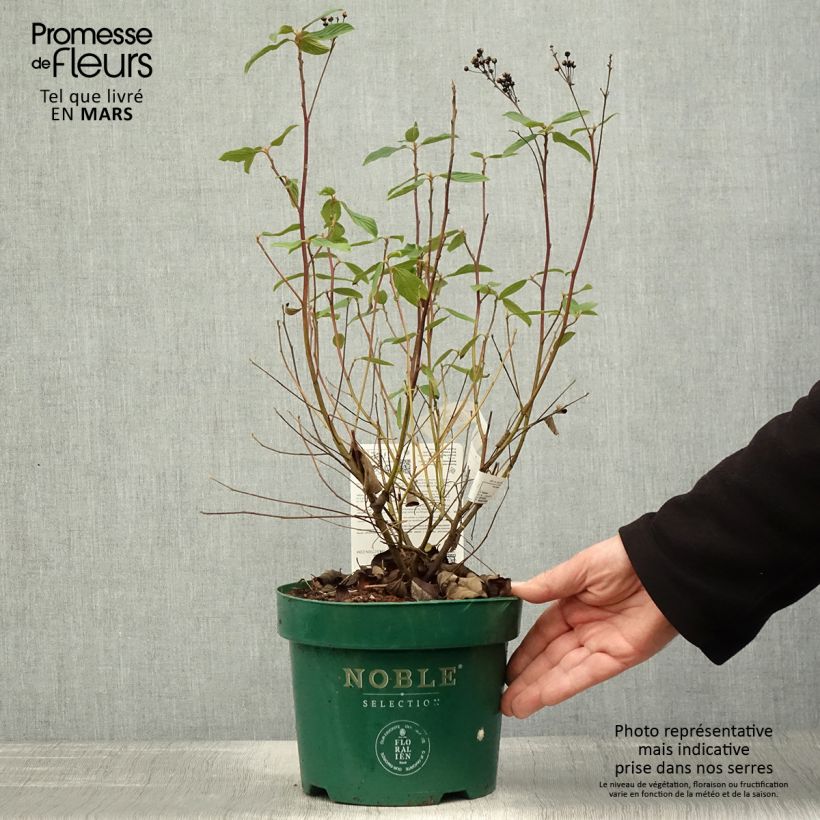 Exemplaar van Ceanothus pallidus Marie Blue Minmari - Amerikaanse sering Pot van 3 l/4 l zoals geleverd in de lente