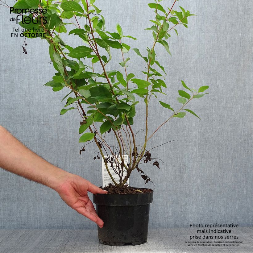 Exemplaar van Ceanothus pallidus Marie Rose - Amerikaanse sering Pot van 3 l/4 l zoals geleverd in de herfst