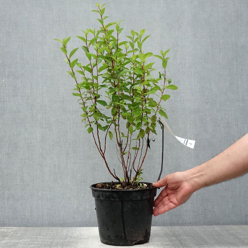 Exemplaar van Ceanothus pallidus Marie Rose - Amerikaanse sering Pot van 3 l/4 l zoals geleverd in de zomer