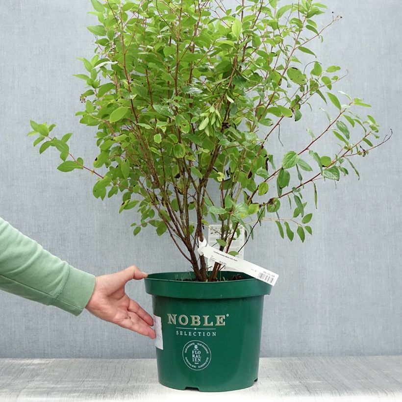 Exemplaar van Ceanothus pallidus Marie Rose - Amerikaanse sering Pot van 7,5 l/10 l zoals geleverd in de zomer