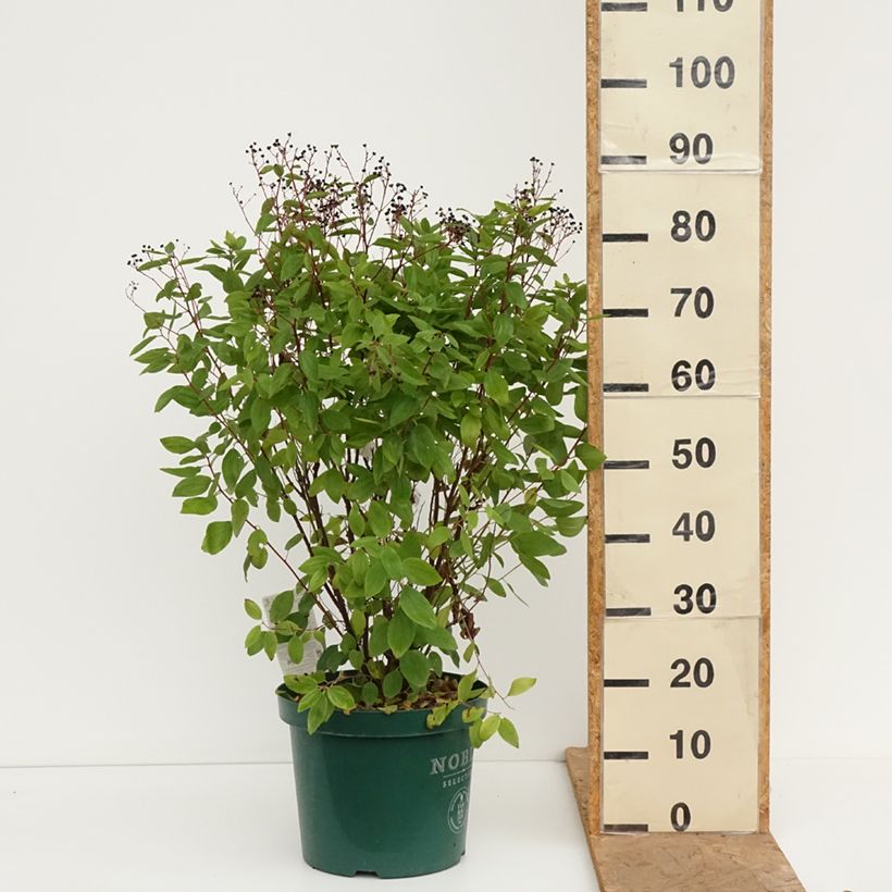 Exemplaar van Ceanothus pallidus Marie Rose - Amerikaanse sering Pot van 7,5 l/10 l zoals geleverd in de herfst