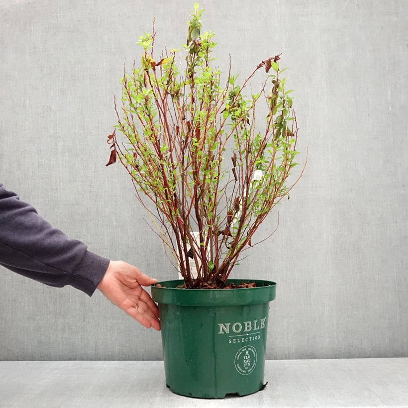 Exemplaar van Ceanothus pallidus Marie Rose - Amerikaanse sering Pot van 7,5 l/10 l zoals geleverd in de lente