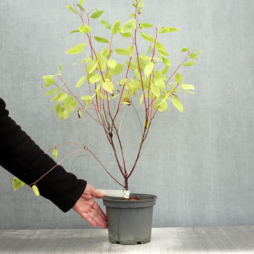 Exemplaar van Ceanothus pallidus Marie Simon - Amerikaanse sering Pot van 7,5 l/10 l zoals geleverd in de herfst