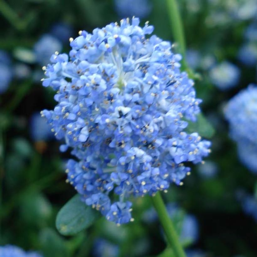 Ceanothus Skylark - Amerikaanse sering (Bloei)