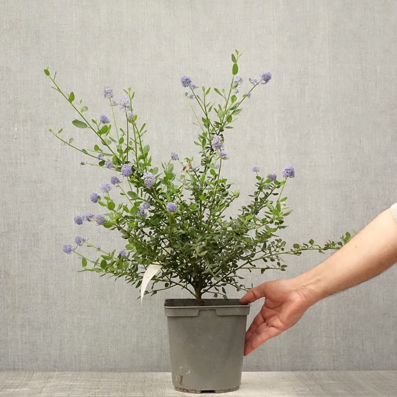 Exemplaar van Ceanothus Skylark - Amerikaanse sering Pot van 4 l/5 l zoals geleverd in de zomer