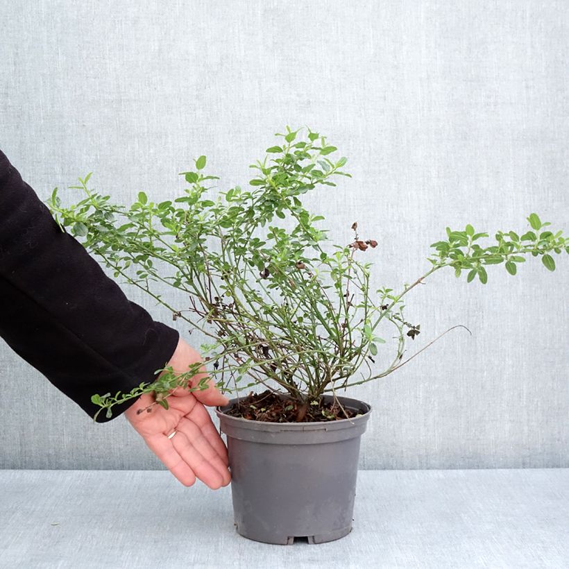 Exemplaar van Ceanothus x thyrsiflorus Snow Flurries - Amerikaanse sering Pot van 2 l/3 l zoals geleverd in de lente