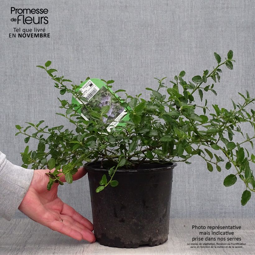 Exemplaar van Ceanothus thyrsiflorus Repens - Amerikaanse sering Pot van 2 l/3 l zoals geleverd in de herfst