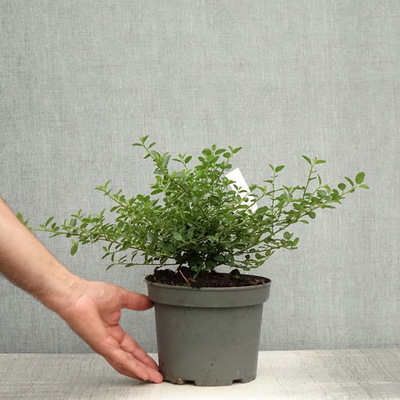 Exemplaar van Ceanothus thyrsiflorus Repens - Amerikaanse sering Pot van 2 l/3 l zoals geleverd in de zomer