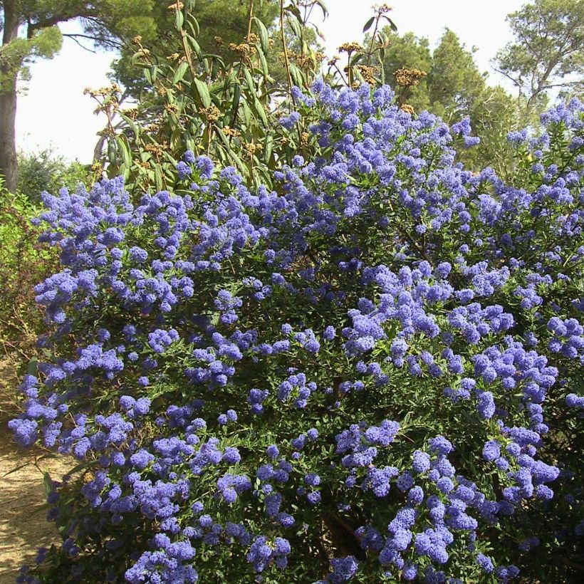 Ceanothus thyrsiflorus Repens - Amerikaanse sering (Plant habit)