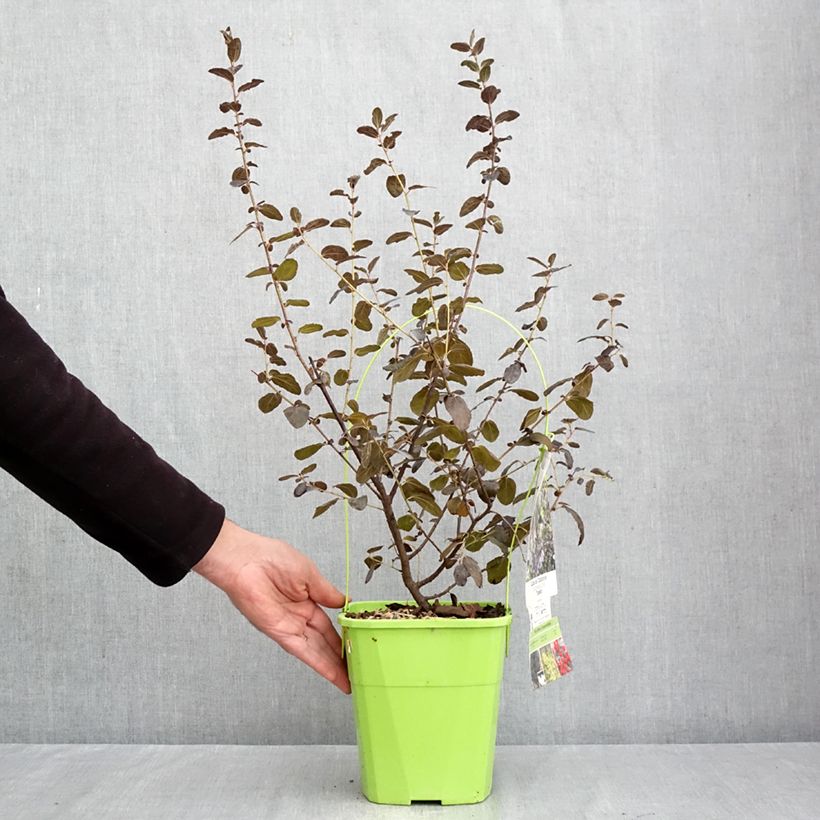 Exemplaar van Ceanothe Tuxedo - Amerikaanse sering Pot van 4 l/5 l zoals geleverd in de herfst