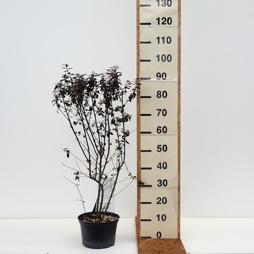 Example of Ceanothe Tuxedo - Amerikaanse sering Pot van 4 l/5 l as you get in hiver