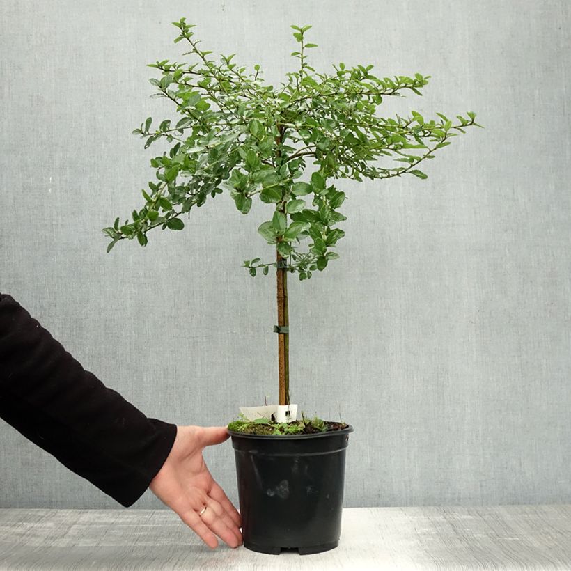 Exemplaar van Ceanothus Blue Mound - Amerikaanse sering Pot van 3 l/4 l, Stengel zoals geleverd in de herfst