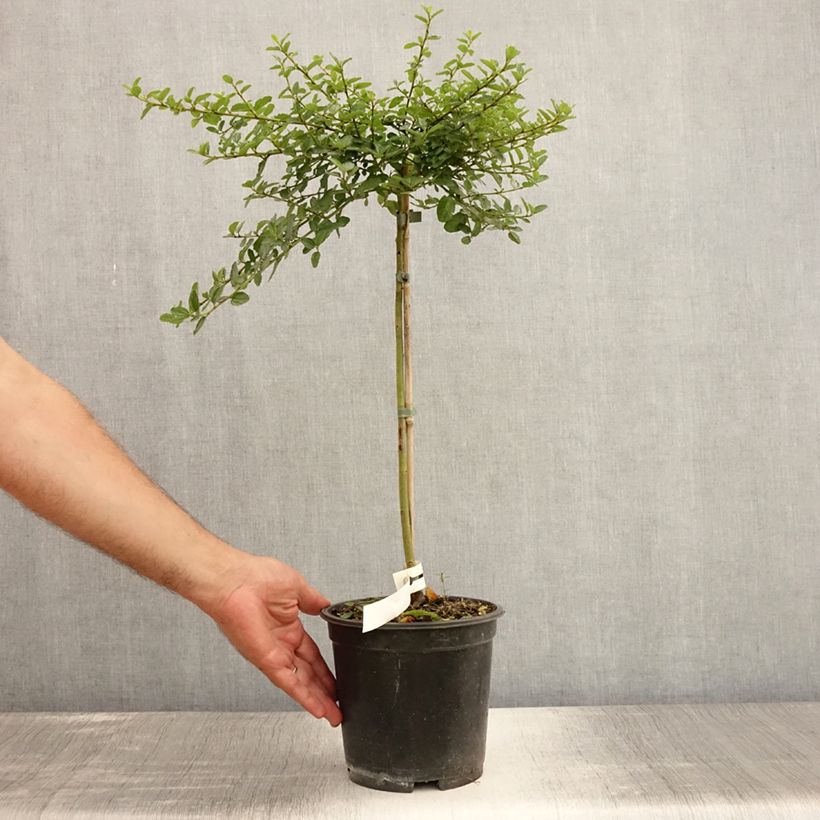 Exemplaar van Ceanothus Blue Mound - Amerikaanse sering Pot van 3 l/4 l, Stengel zoals geleverd in de zomer