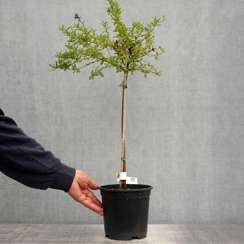 Example of Ceanothus Blue Mound - Amerikaanse sering Pot van 3 l/4 l, Stengel as you get in printemps