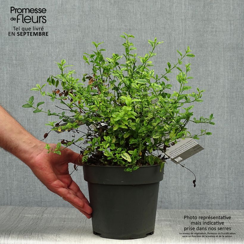 Exemplaar van Ceanothus thyrsiflorus El Dorado - Amerikaanse sering Pot van 2 l/3 l zoals geleverd in de herfst