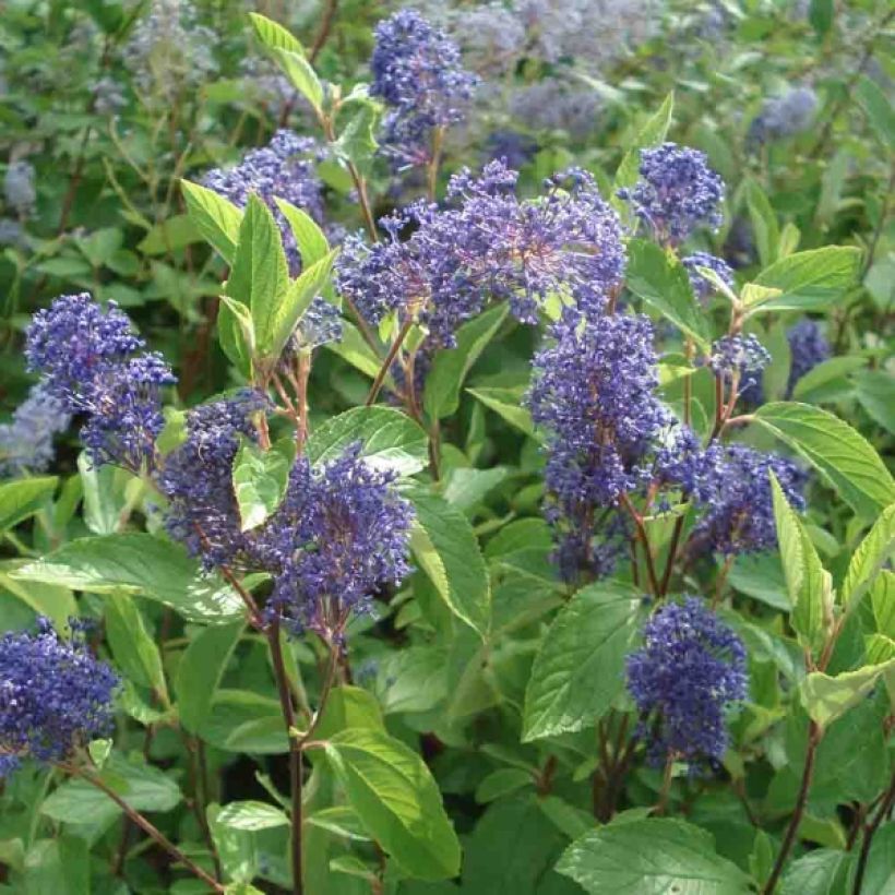 Ceanothus delilianus Henri Desfossé - Amerikaanse sering (Bloei)