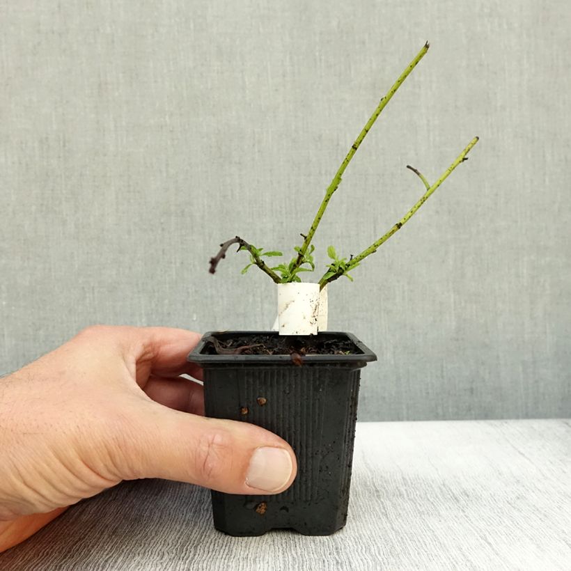 Exemplaar van Ceanothus thyrsiflorus Repens - Amerikaanse sering Kweekpotje van 8/9 cm zoals geleverd in de herfst