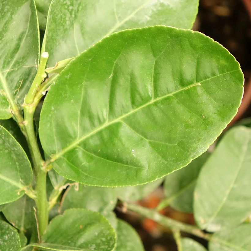 Sukadeboom - Citrus medica (Blad)