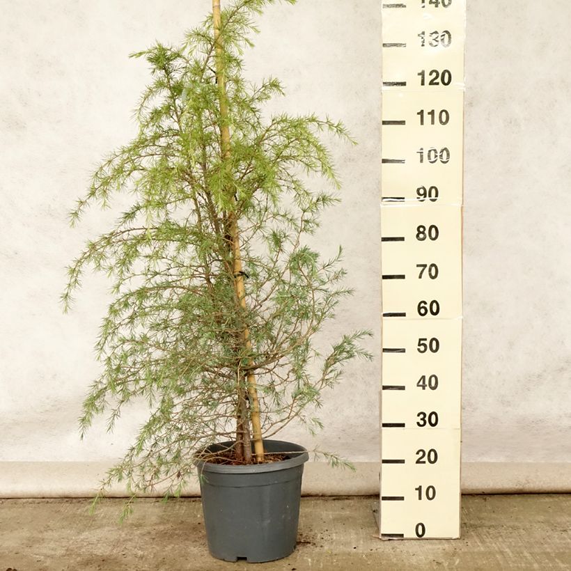 Exemplaar van Cedrus deodara - Himalayaceder Pot van 12 l/15 l zoals geleverd in de zomer