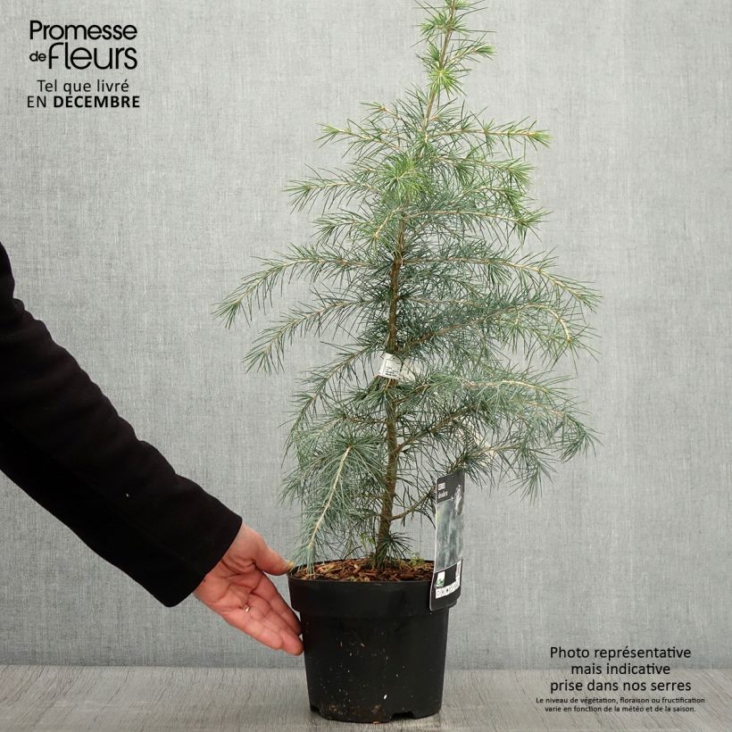 Exemplaar van Cedrus deodara - Himalayaceder Pot van 3 l/4 l zoals geleverd in de herfst
