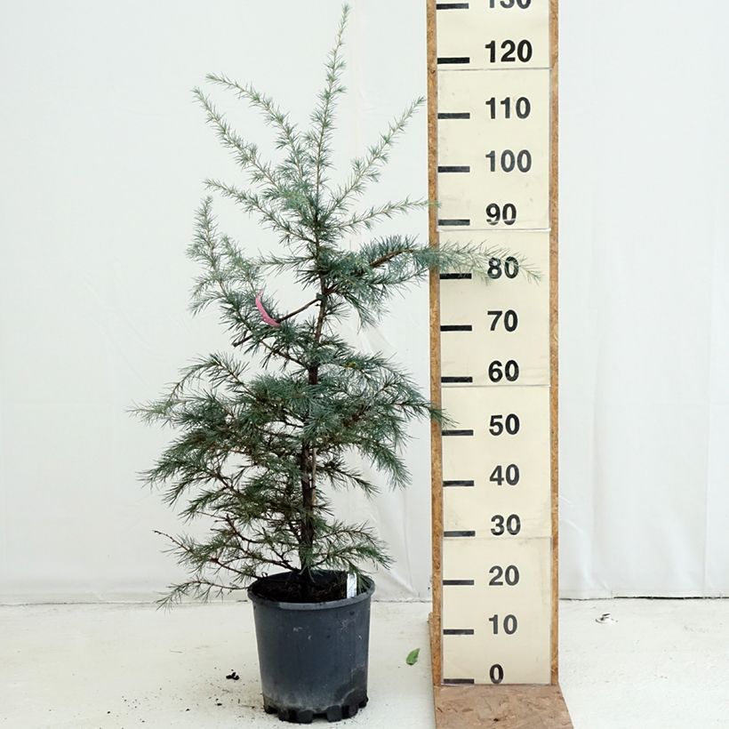 Exemplaar van Cedrus deodara Pendula - Himalayaceder Pot van 4 l/5 l zoals geleverd in de herfst