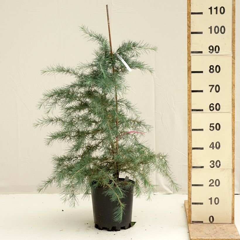 Exemplaar van Cedrus deodara Pendula - Himalayaceder Pot van 7,5 l/10 l zoals geleverd in de lente