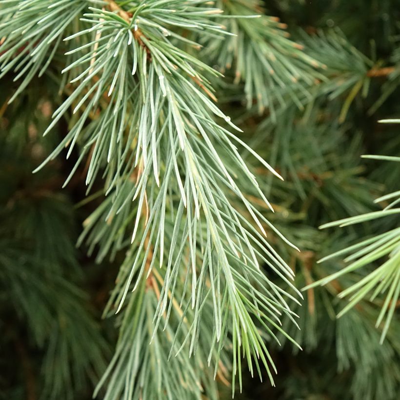 Cedrus deodara Pendula - Himalayaceder (Blad)