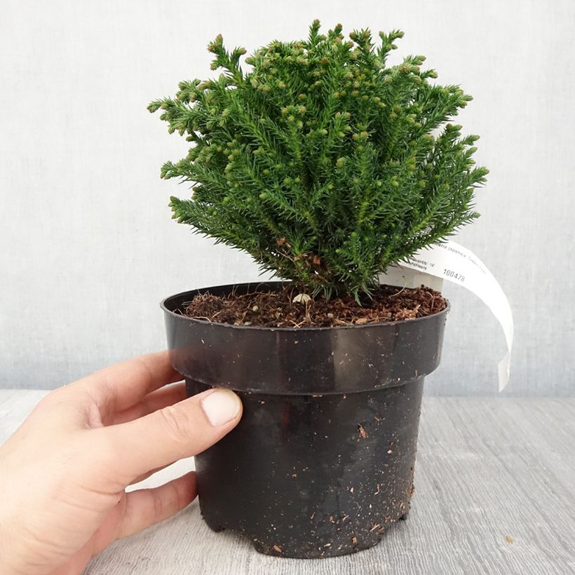 Exemplaar van Cryptomeria japonica Green Pearl - Japanse cipres Pot van 2 l/3 l zoals geleverd in de lente