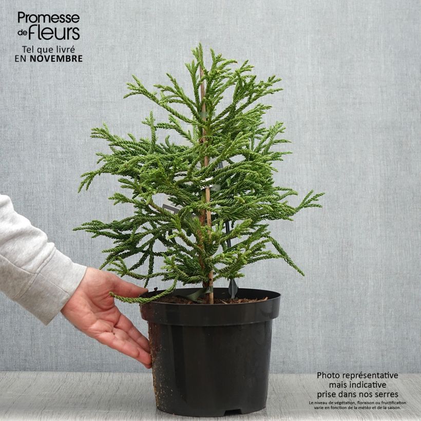 Exemplaar van Cryptomeria japonica Spiralis - Japanse cipres Pot van 4 l/5 l zoals geleverd in de herfst