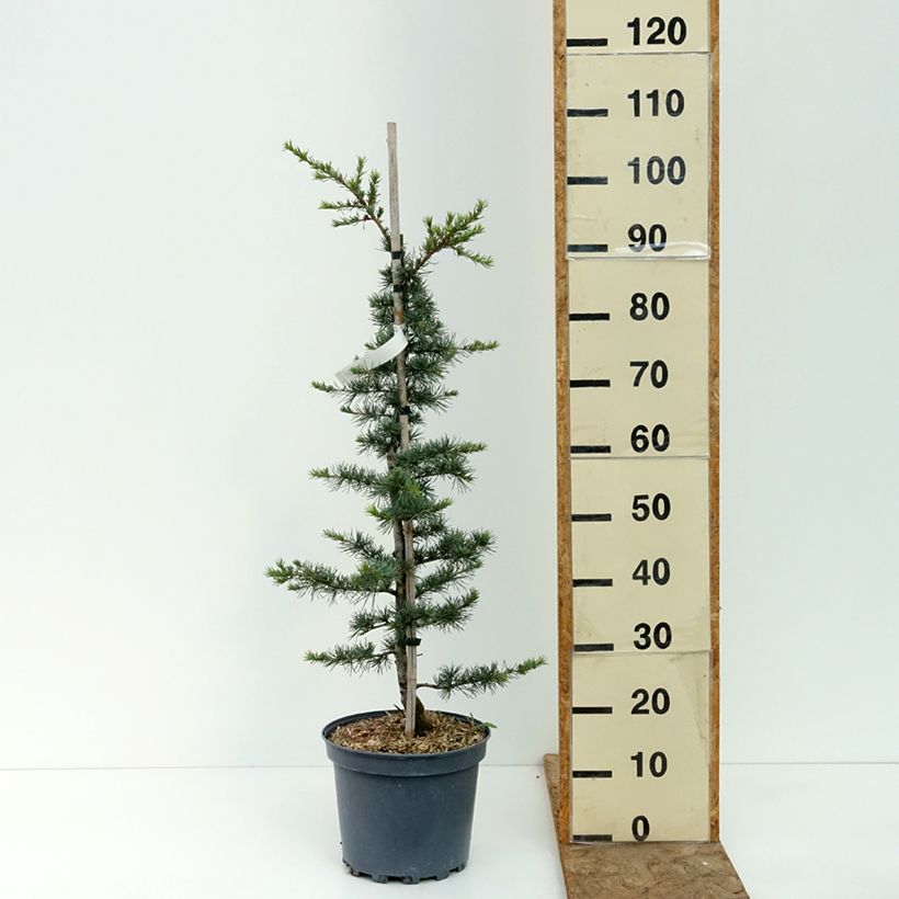 Exemplaar van Cedrus libani - Libanonceder Pot van 7,5 l/10 l, Struik zoals geleverd in de zomer