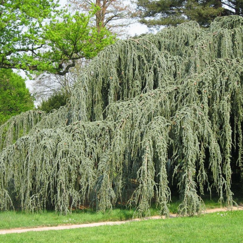 Cedrus libani atlantica Glauca Pendula - Atlasceder (Groeiplaats)