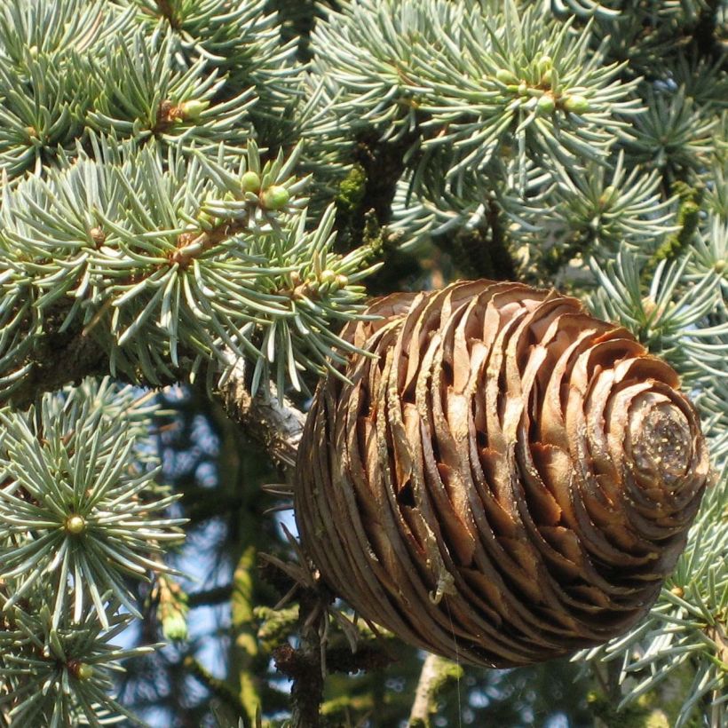 Cedrus libani atlantica Glauca Pendula - Atlasceder (Blad)
