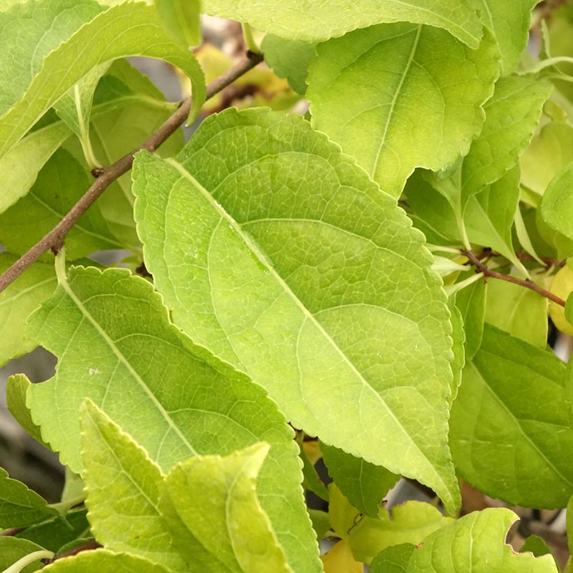 Celastrus orbiculatus Diana - Boomwurger (Blad)