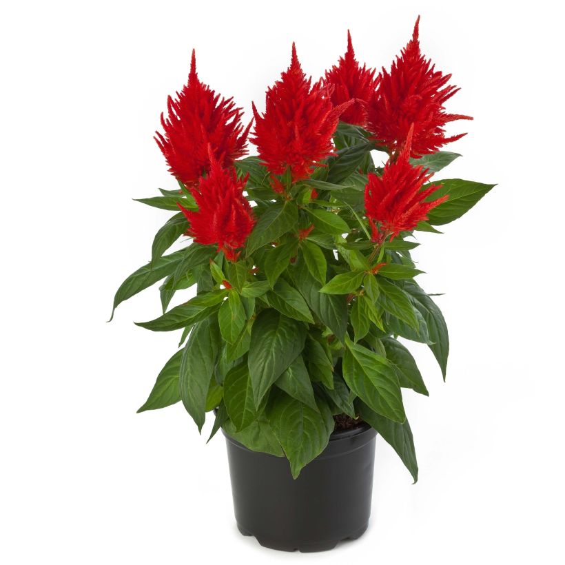 Pluimamarant Kelos Fire Oranje in plantgoed - Celosia argentea (Bloei)