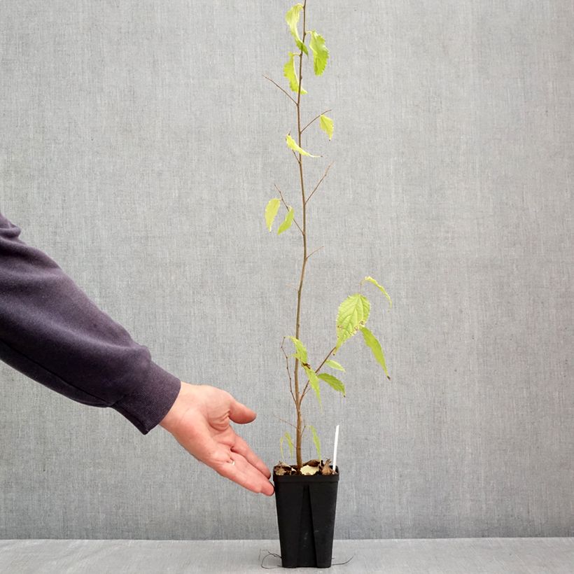 Exemplaar van Celtis australis - Europese netelboom Kweekpotje van 8/9 cm zoals geleverd in de herfst