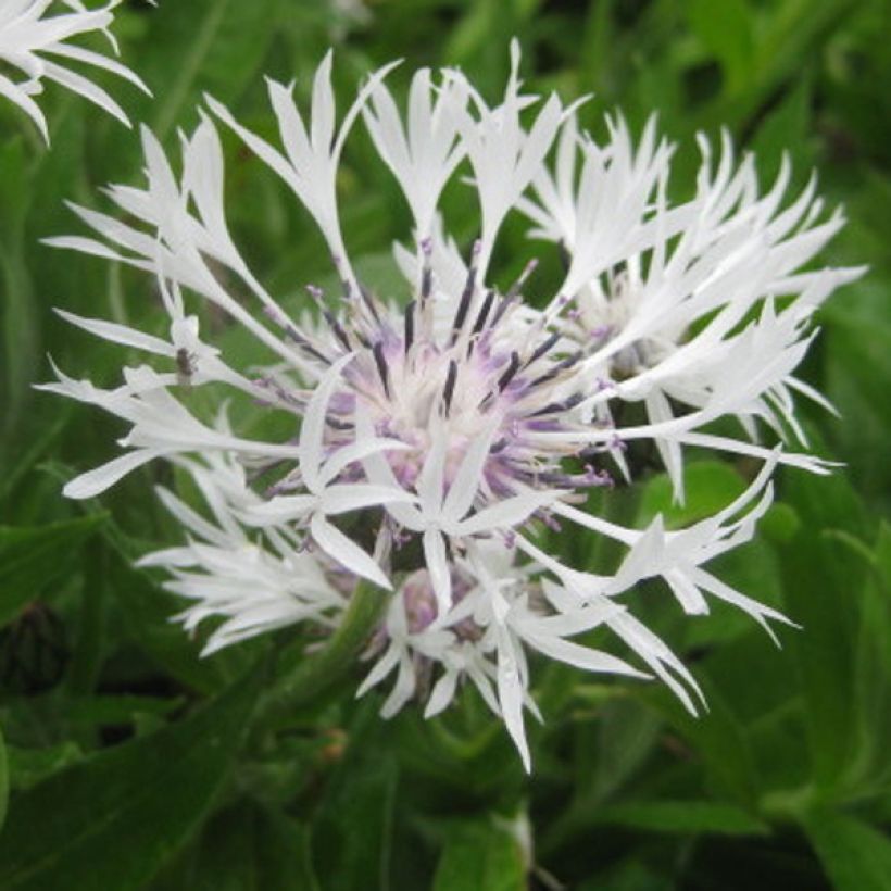 Centaurea montana Alba - Bergkorenbloem wit (Bloei)
