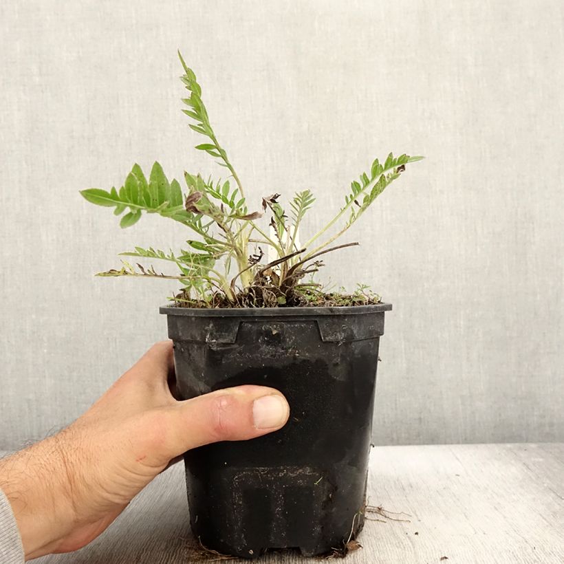 Exemplaar van Centaurea atropurpurea - Korenbloem Pot van 2 l/3 l zoals geleverd in de herfst