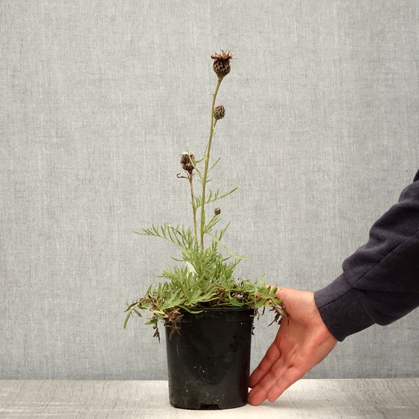Exemplaar van Centaurea atropurpurea - Korenbloem Pot van 2 l/3 l zoals geleverd in de zomer