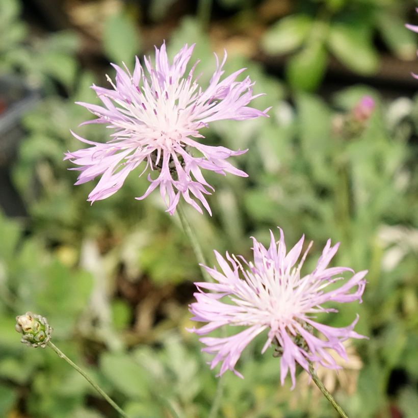 Centaurea bella - Centaurie (Bloei)