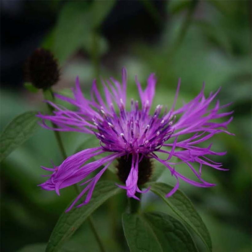 Centaurea x montana - Bergkorenbloem (Bloei)