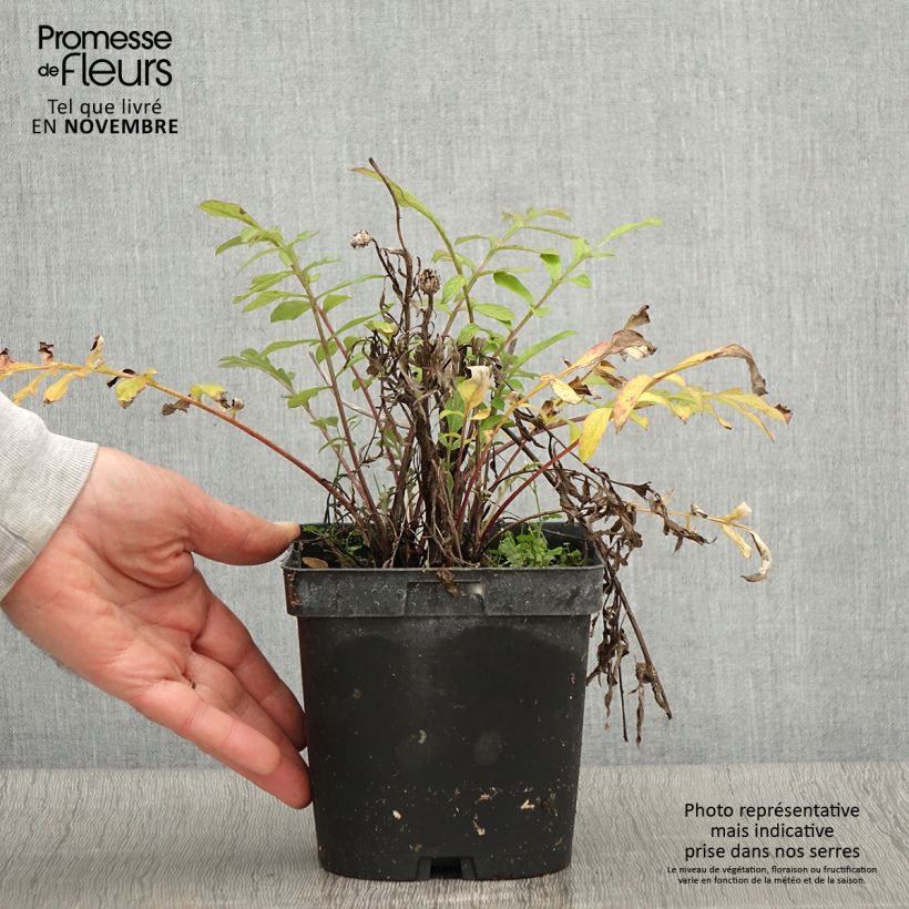 Exemplaar van Centaurea dealbata - Perzische korenbloem Pot van 2 l/3 l zoals geleverd in de herfst