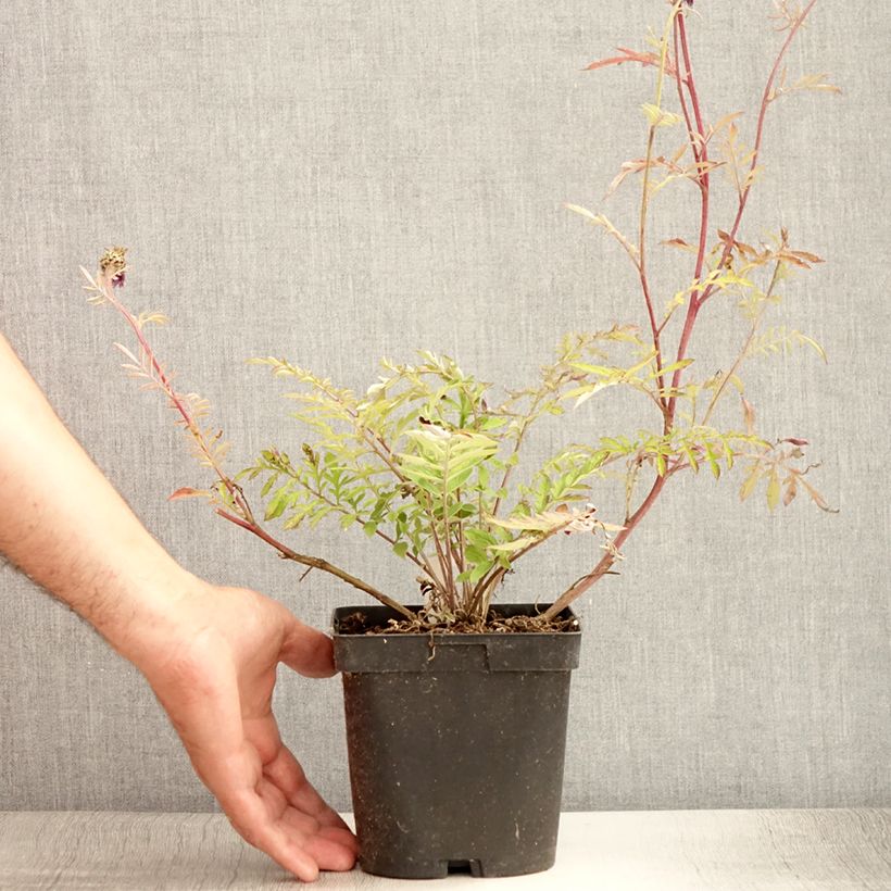 Exemplaar van Centaurea dealbata - Perzische korenbloem Pot van 2 l/3 l zoals geleverd in de zomer
