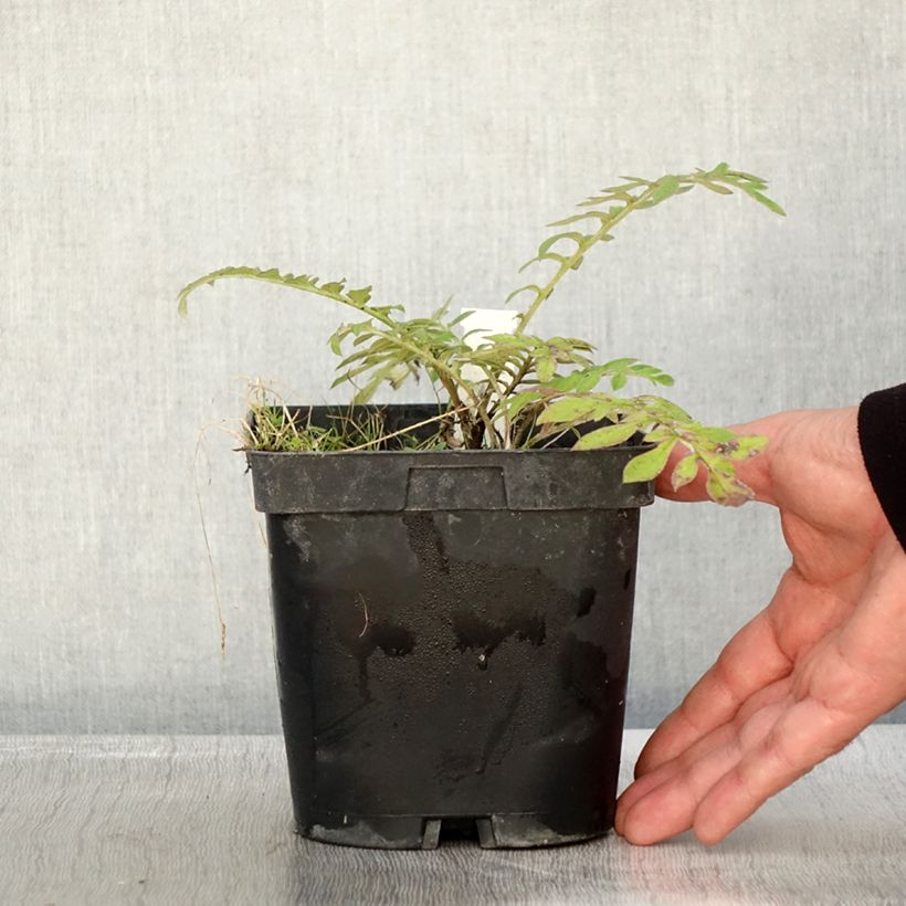 Exemplaar van Centaurea dealbata Stenbeergii - Perzische korenbloem Pot van 2 l/3 l zoals geleverd in de herfst
