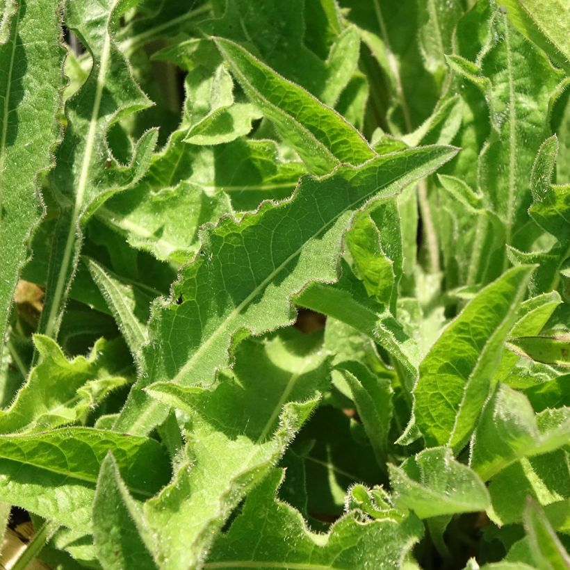 Centaurea jacea - Knoopkruid (Blad)